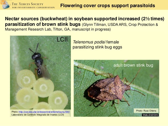 Predators and Parasitoids (Advances in Biopesticide Research)